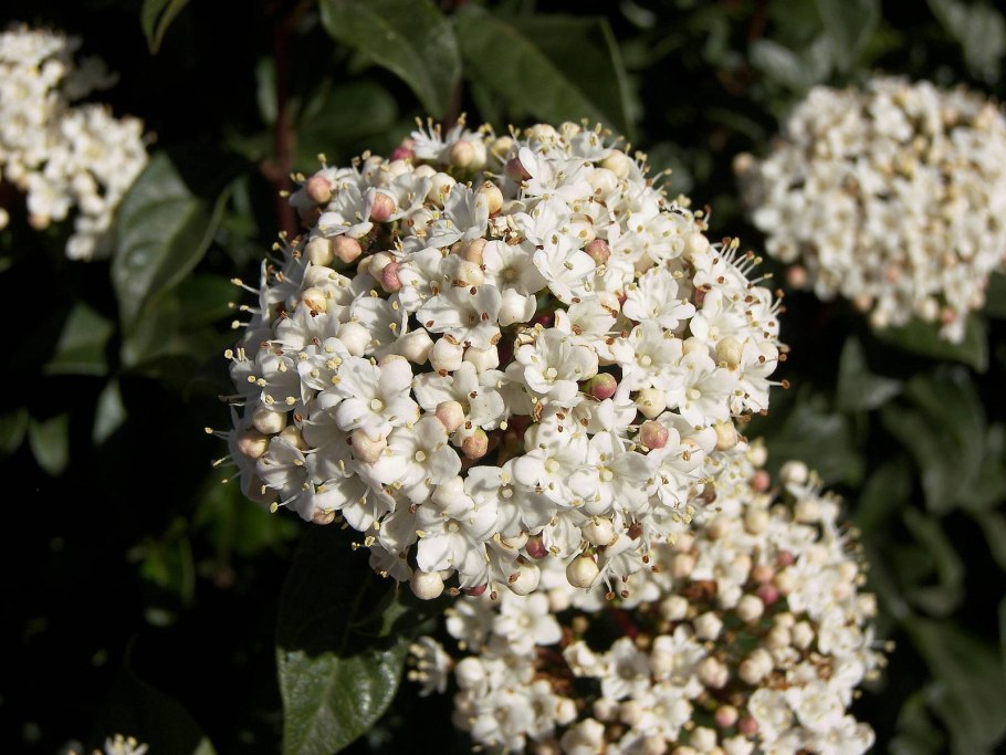 Viburnum lucidum bush