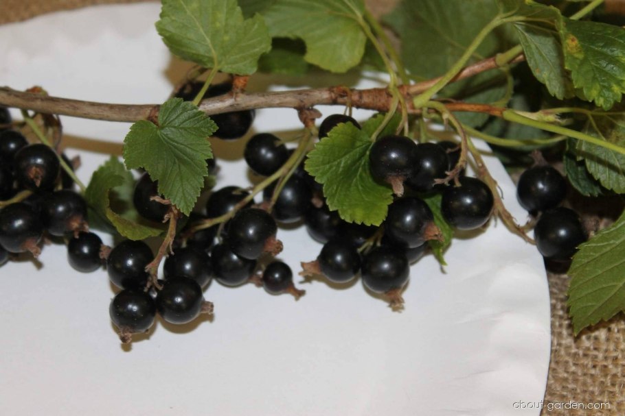 Черная смородина titania