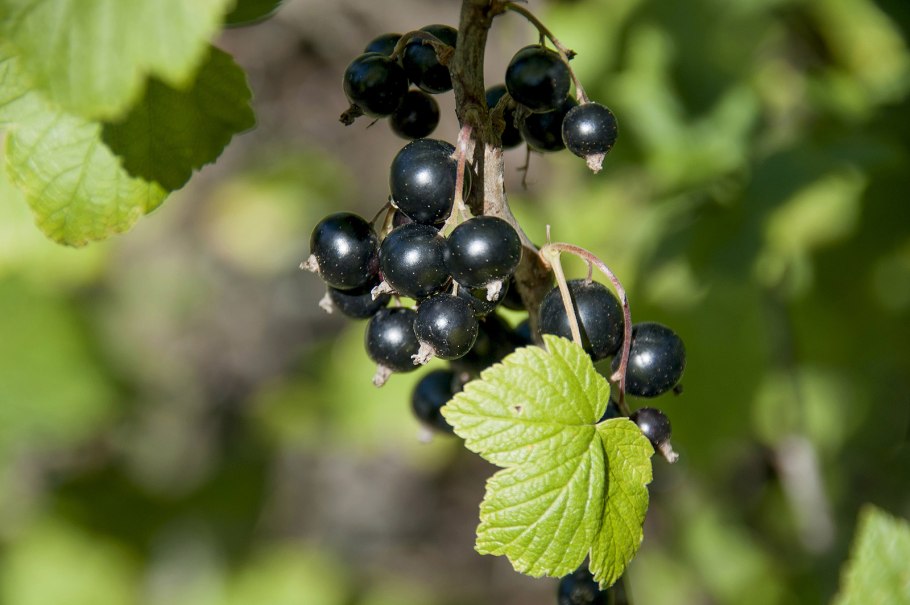 Смородина черная - ríbes nígrum