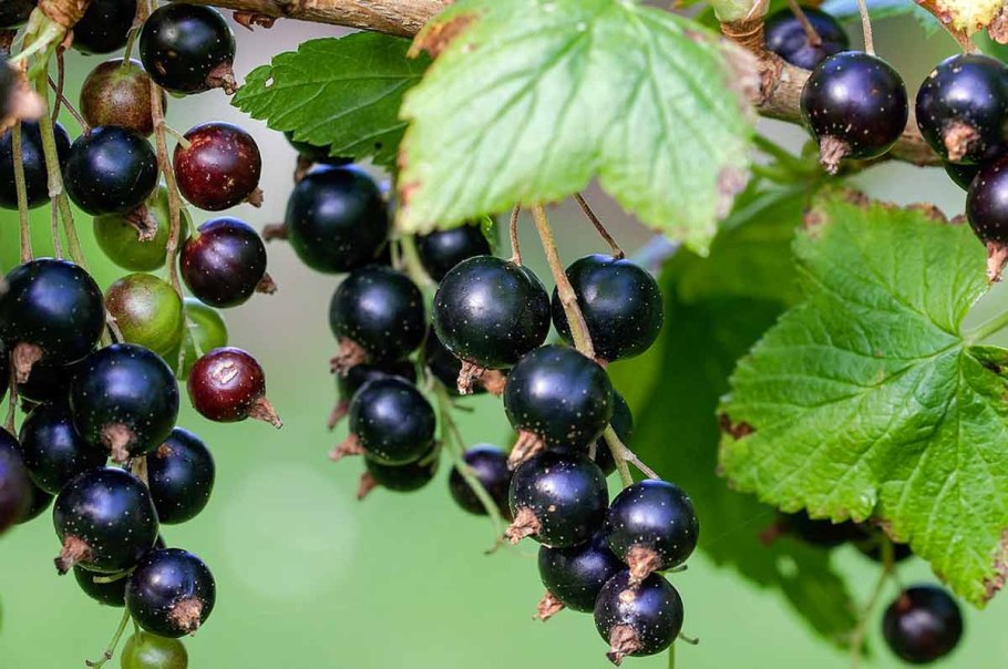 Смородина черная