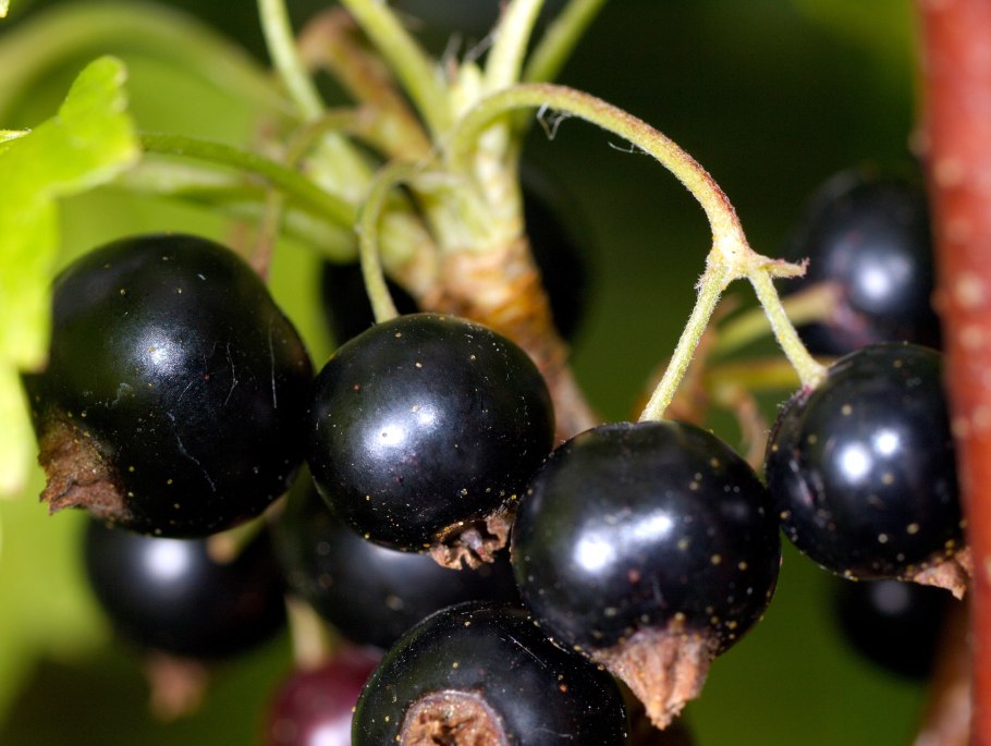 Калина лавролистная Viburnum Tinus