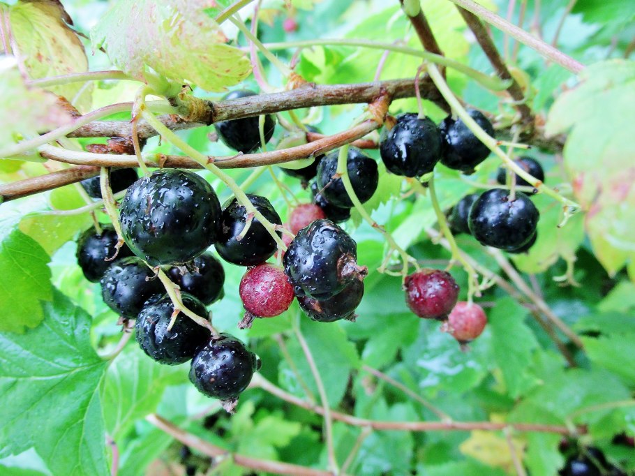 Смородина черная Черешневая