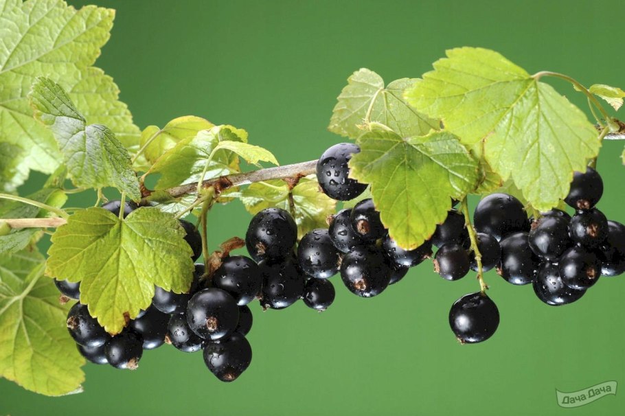 Смородина черная Велой (Ленинградская сладкая) (с2)