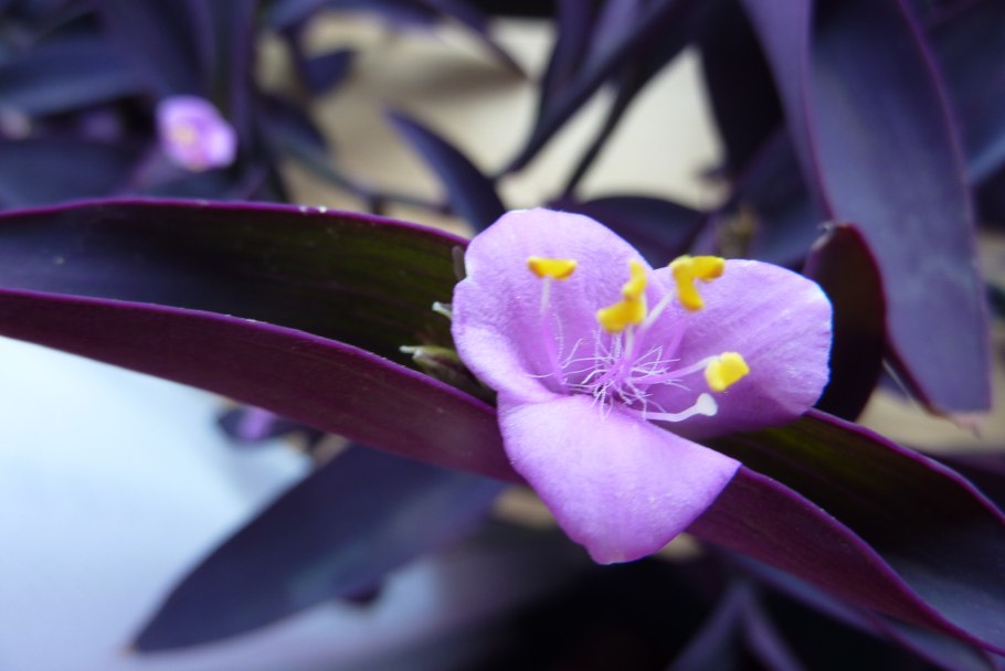 Цветок сеткреазия