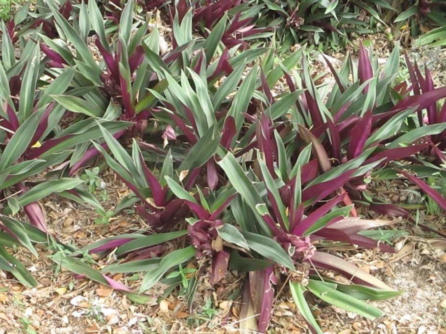 Традесканция Рео Ладья