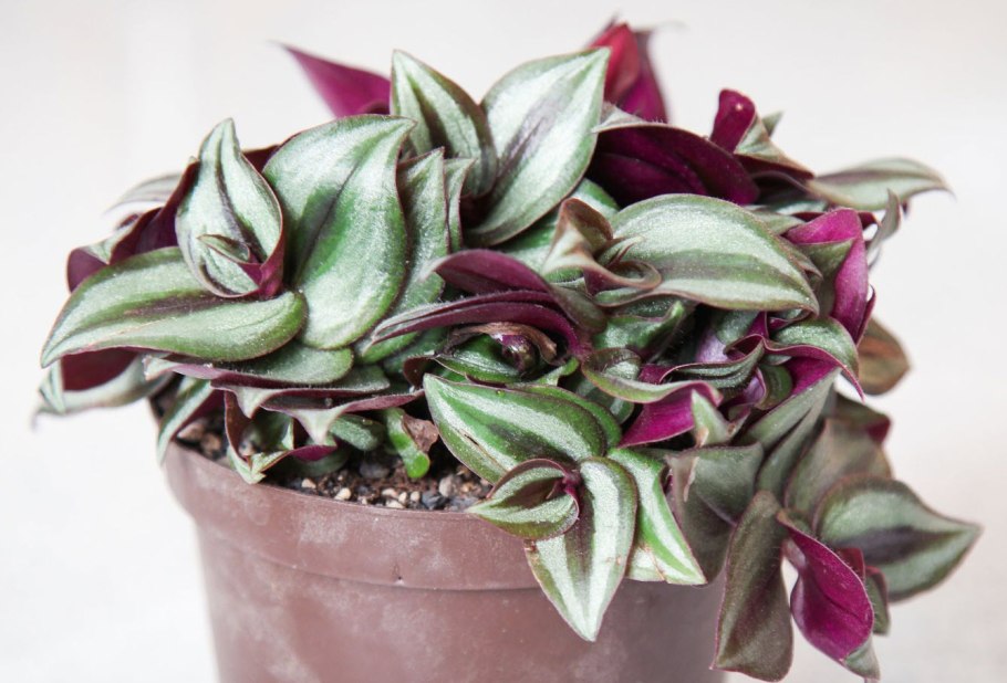 Традесканция Zebrina