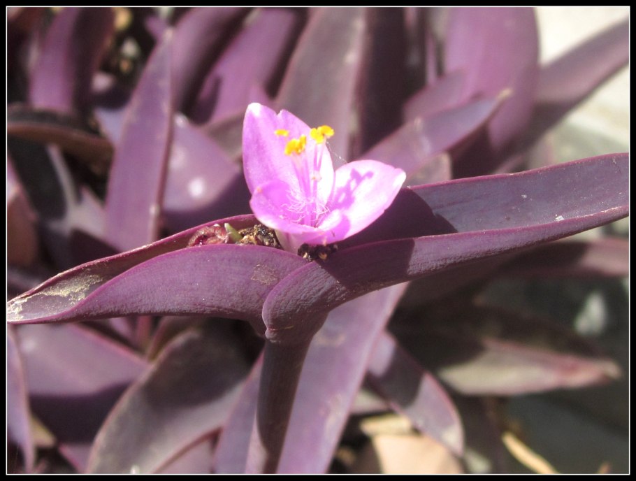 Традесканция сеткреазия пурпурная дренаж