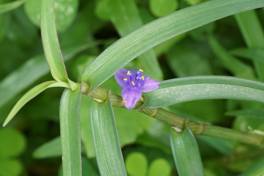 Растения семейства Коммелиновые