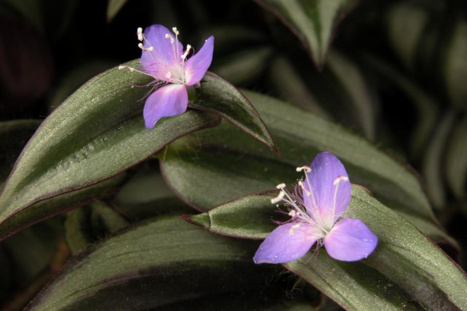 Традесканция Коммелиновые