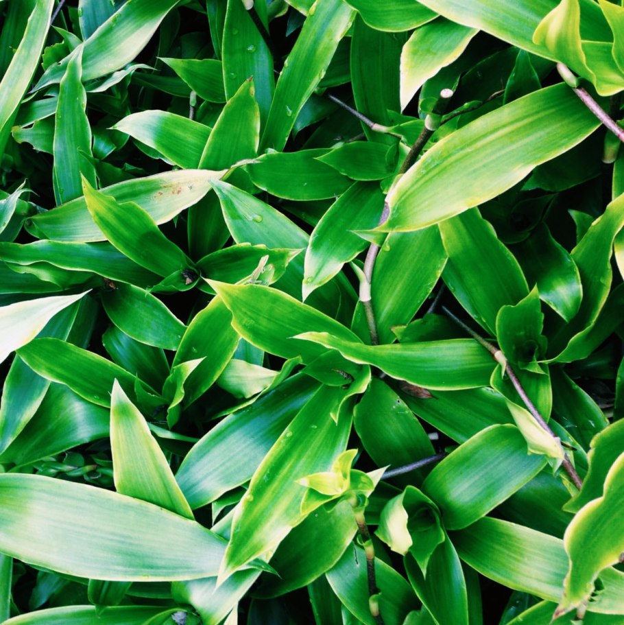 Традесканция золотой ус