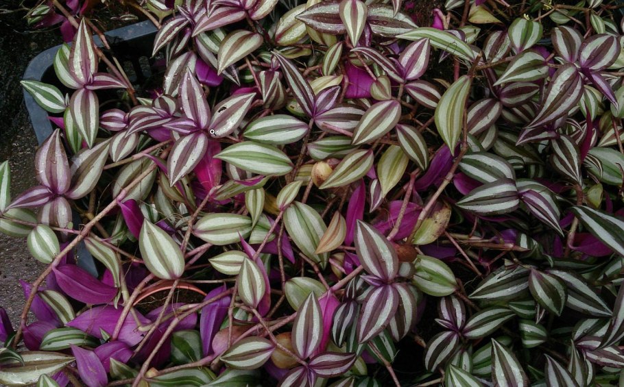 Традесканция полосатик