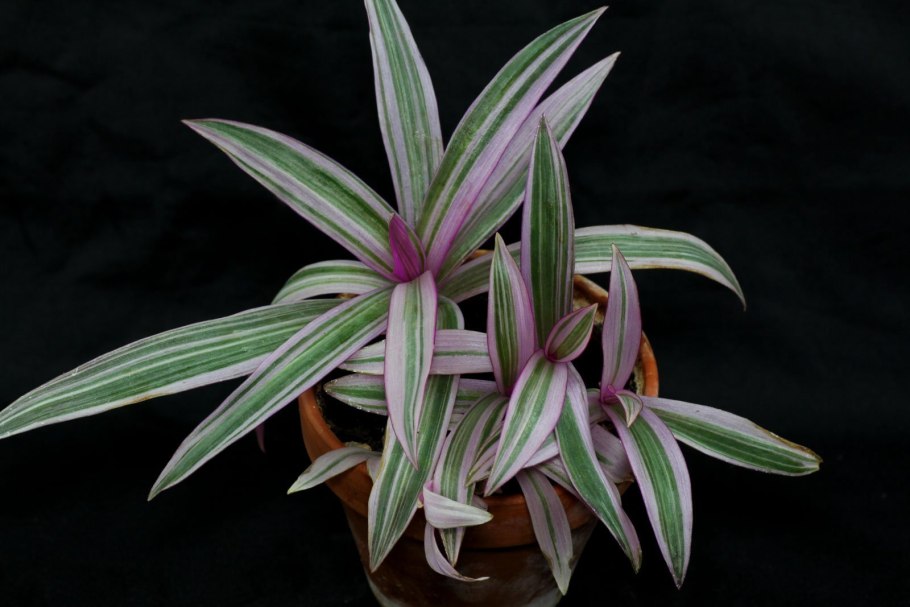 Традесканция spathacea