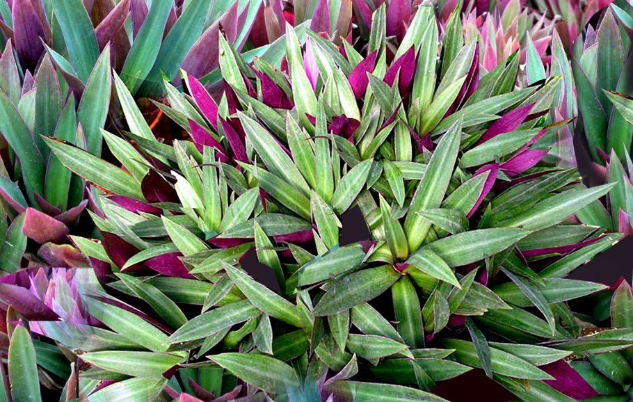 Традесканция разноцветковая