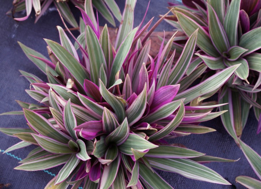 Традесканция Рео