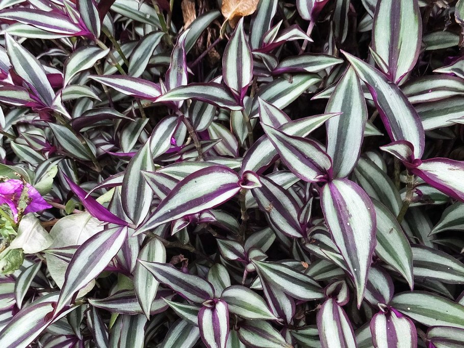 Зебрина (зебровидная традесканция)