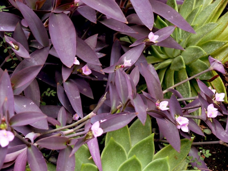 Традесканция Блоссфельда