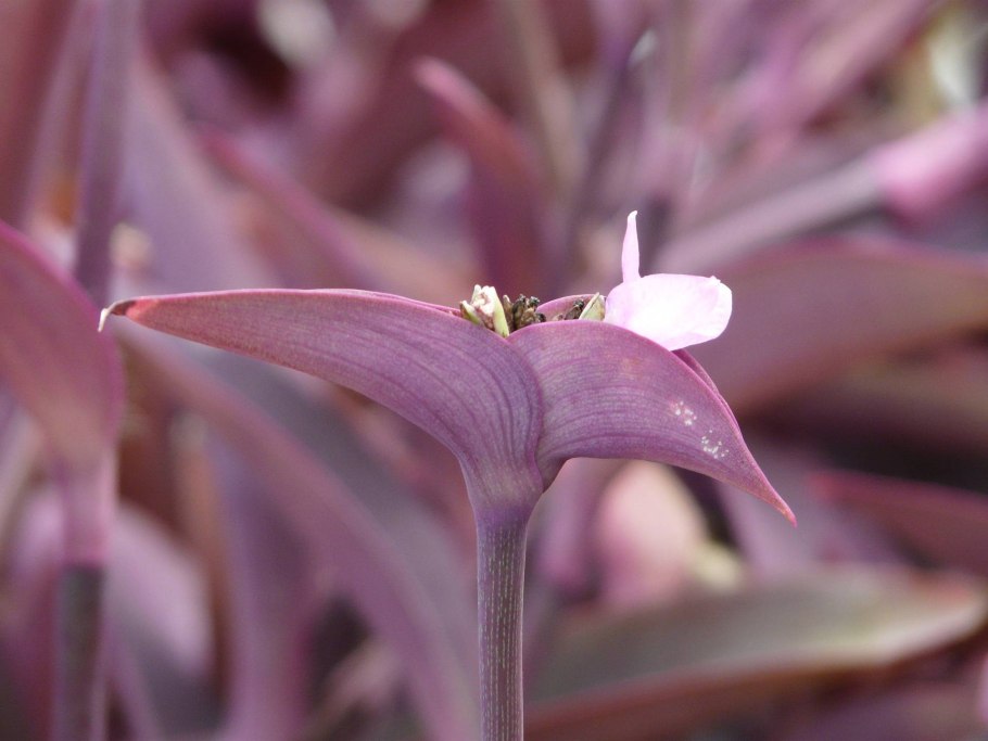 Традесканция Паллида