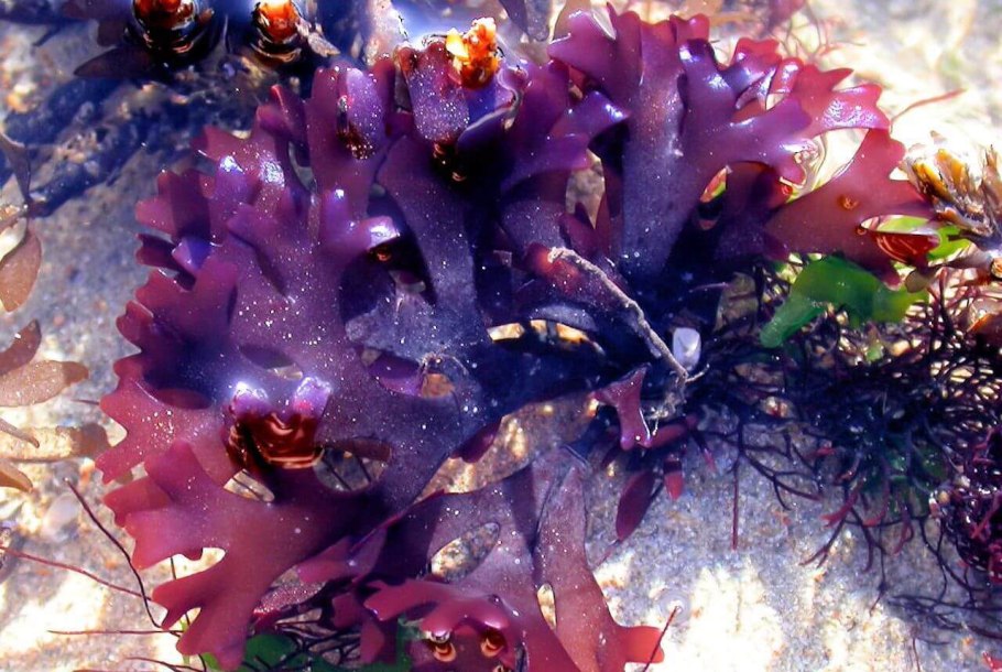 Хондрус Криспус