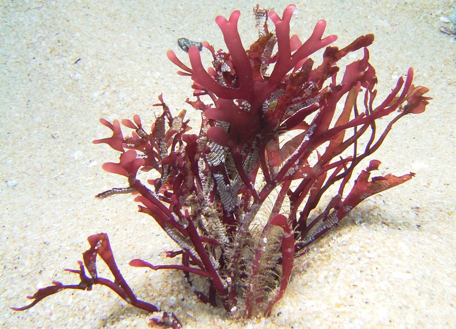 Хондрус строение