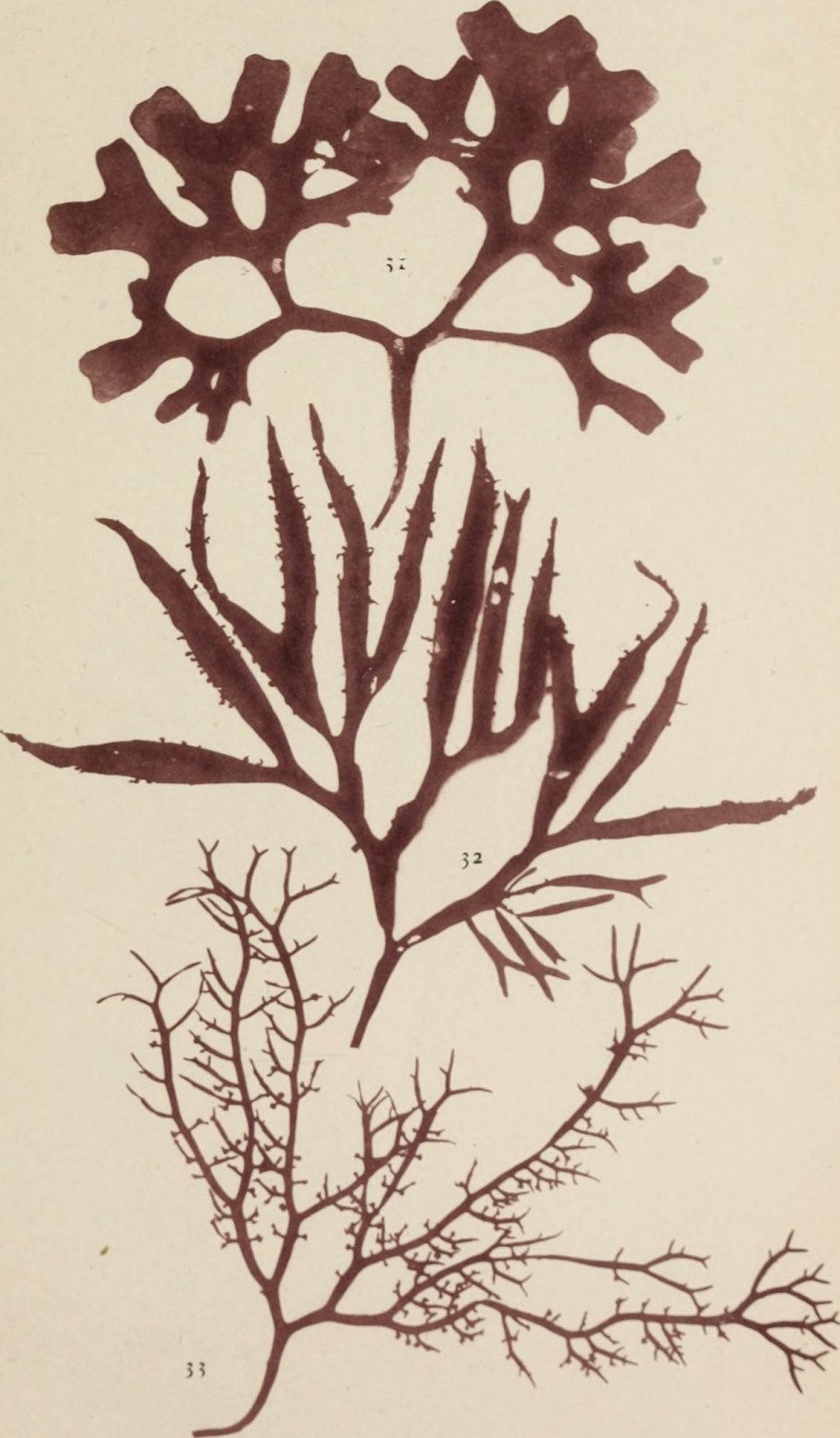 Хондрус рисунок