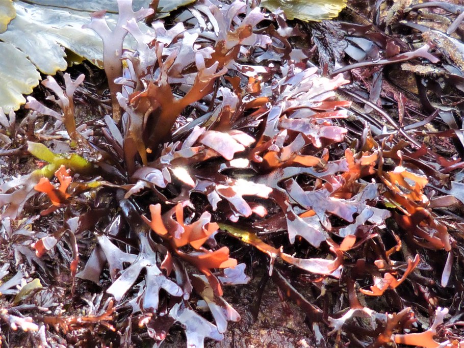 Красные водоросли хондрус