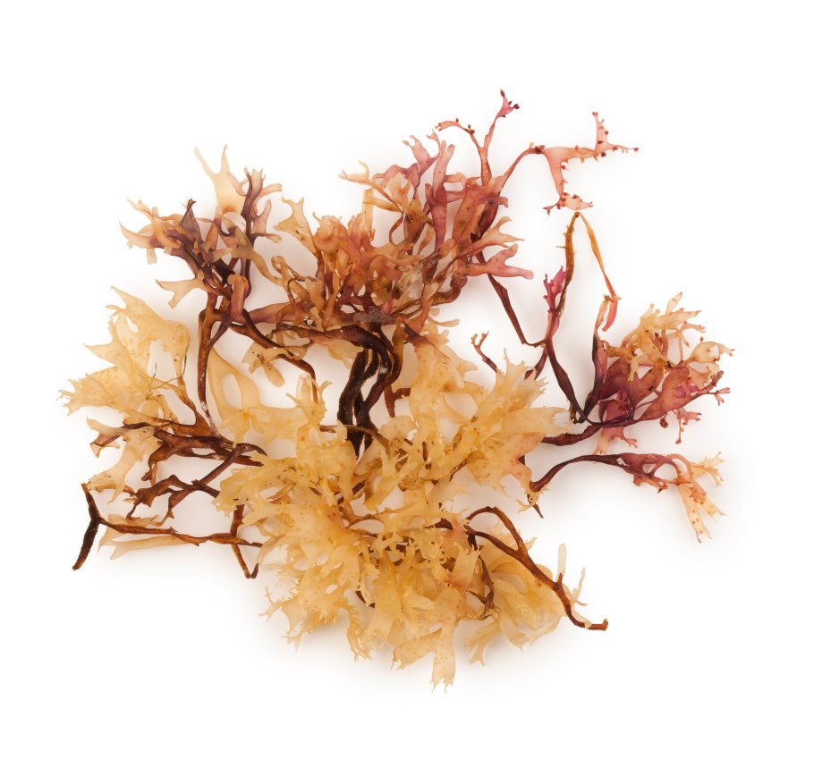 Хондрус зеленый