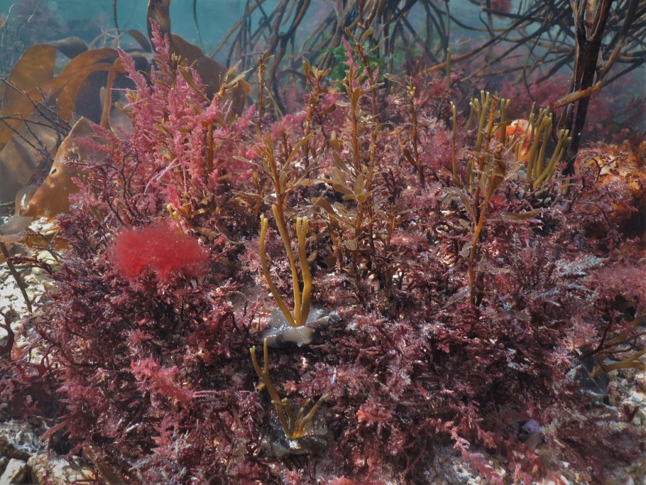 Водоросли черного моря