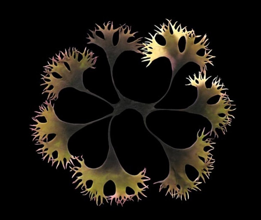 Pacific Gold Sea Moss что это