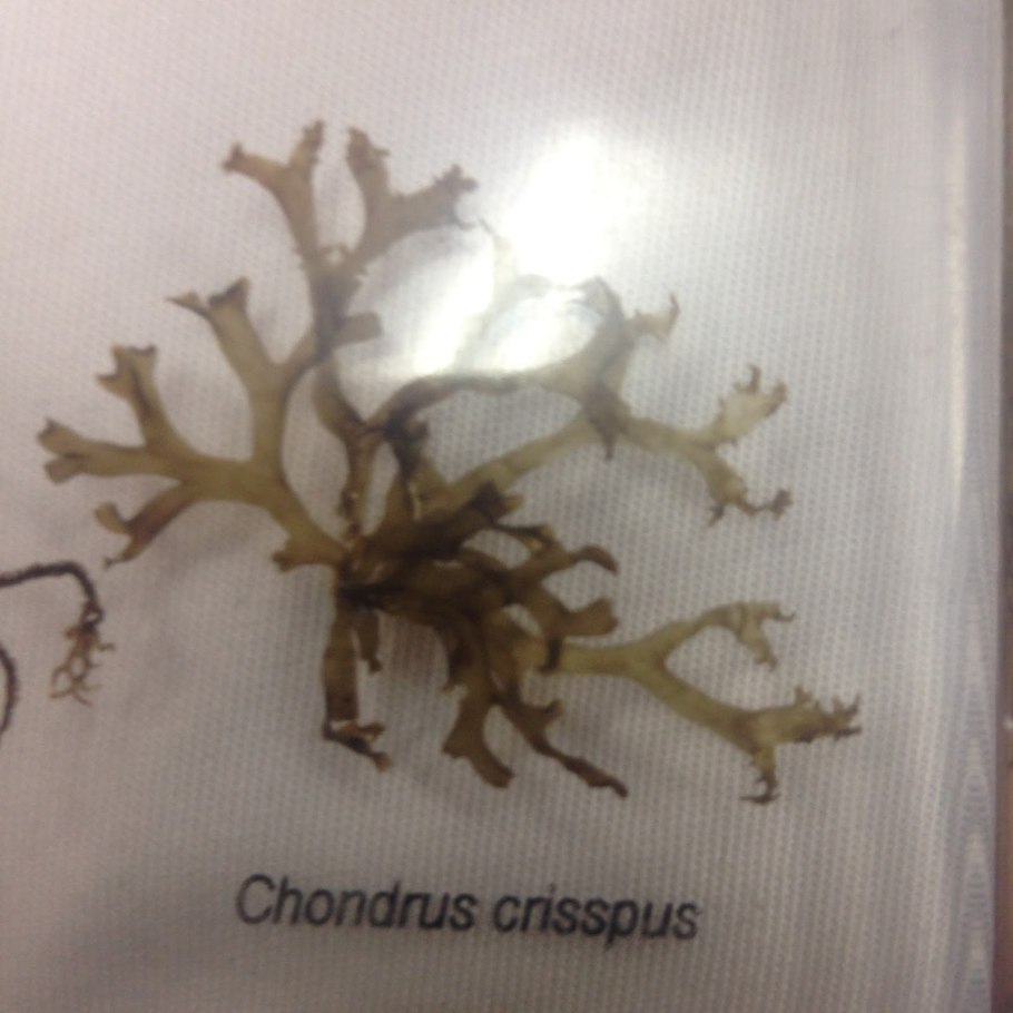 Агар агар водоросли