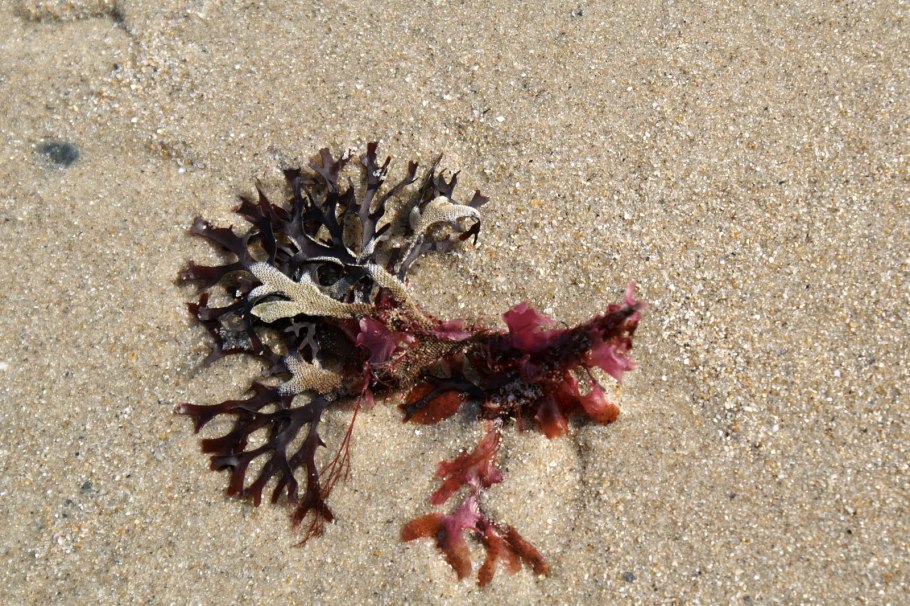 Хондрус курчавый в косметике