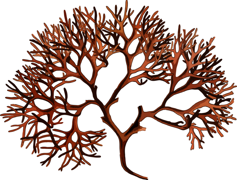 Красные водоросли хондрус