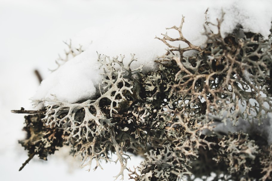 Эверния сливовая