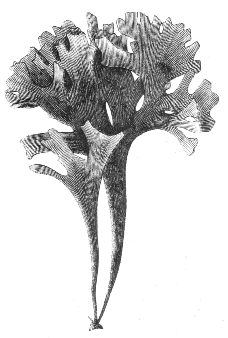 Анфельция порфира