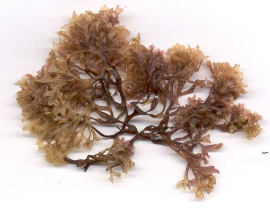 Ирландский мох водоросли