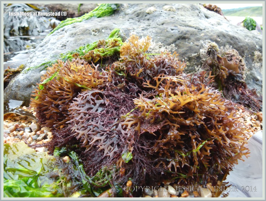 Морская водоросль