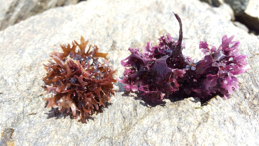 Карраген ирландский мох