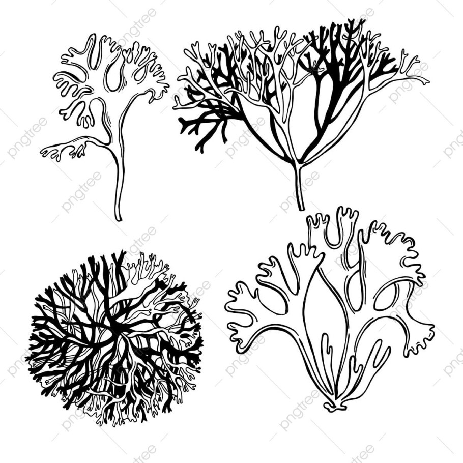 Караген (ирландский мох)