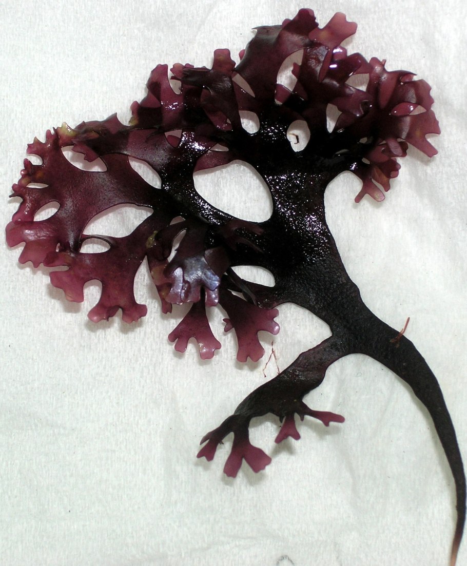 Хондрус водоросль