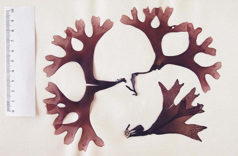 Хондрус перистый - Chondrus pinnulatus