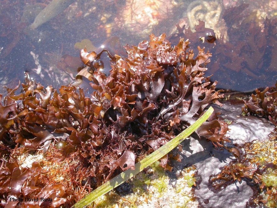 Ирландский мох хондрус