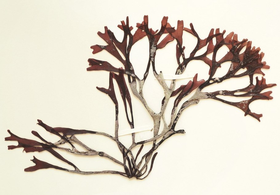 Лобария лишайник