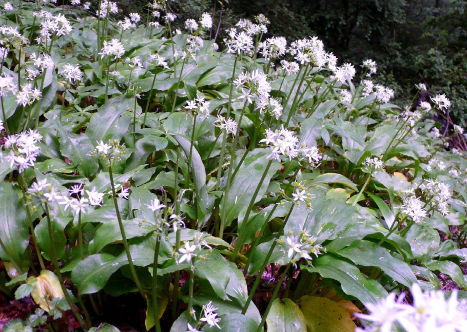 Черемша колба Медвежий лук