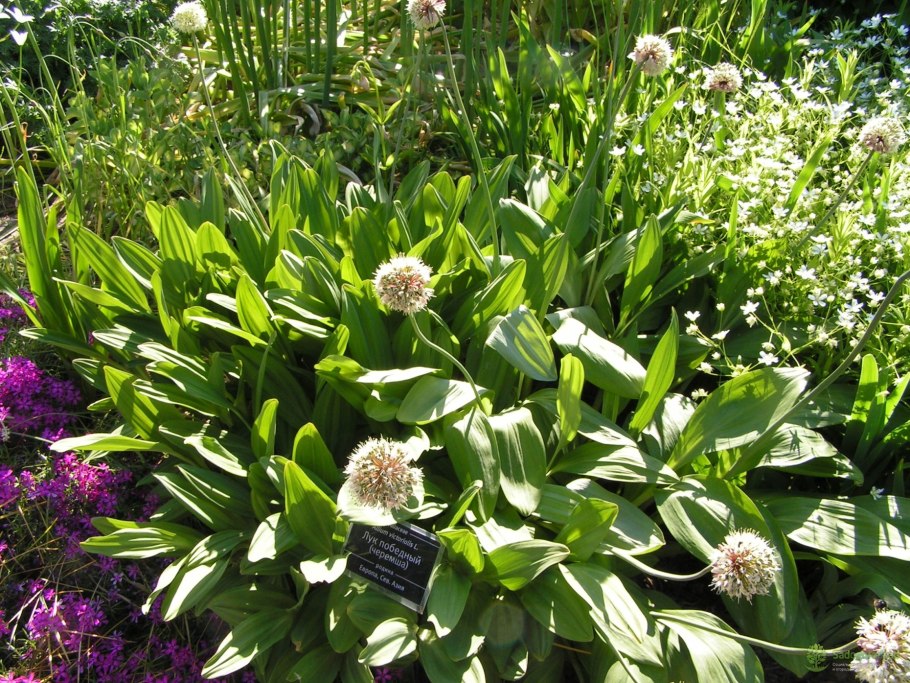 Черемша (Allium victorialis)
