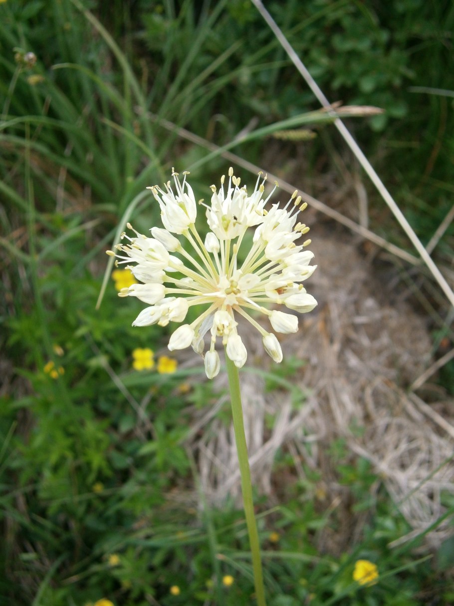 Allium victorialis