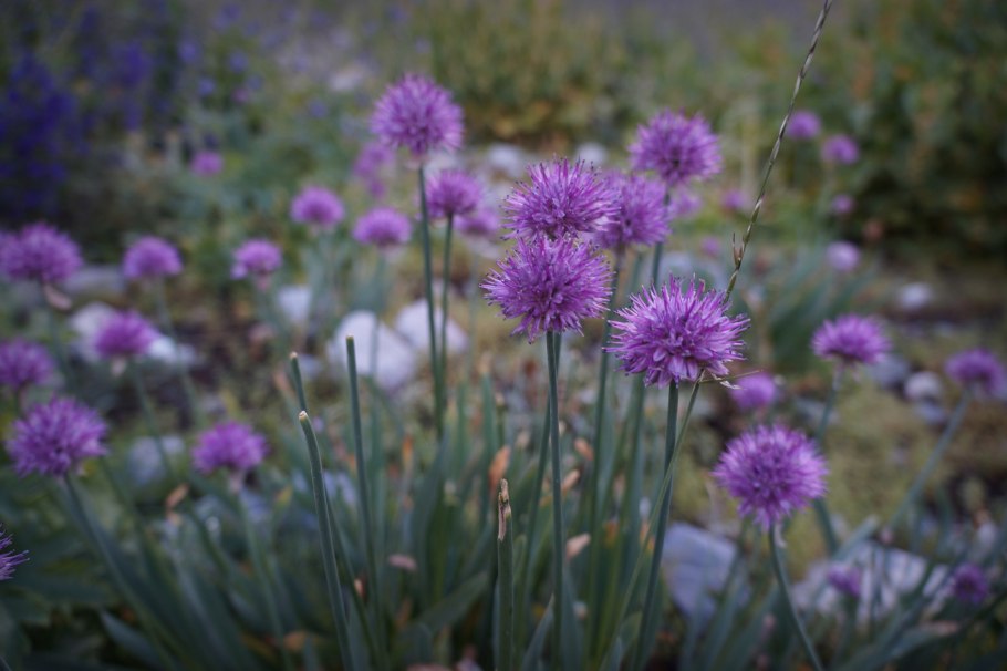 Лук победный черемша