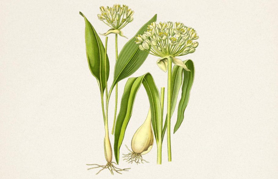 Лук медвежий (черемша) – allium ursinum l.