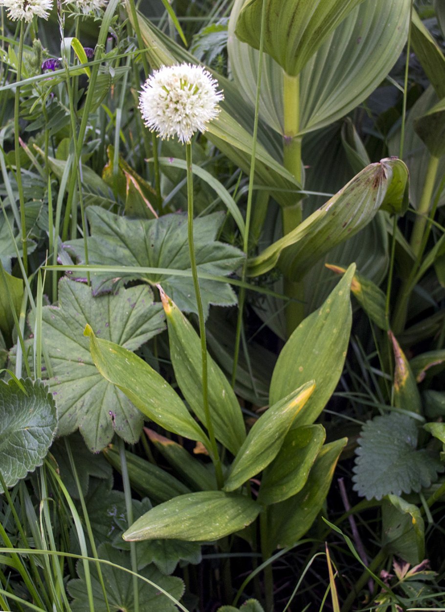 Дикий лук черемша