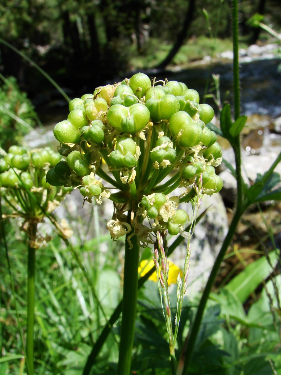 Черемша Сибирская (лук победный) - Allium victorialis.