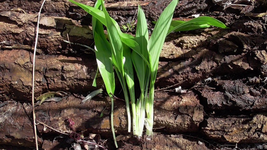 Черемша Лесная