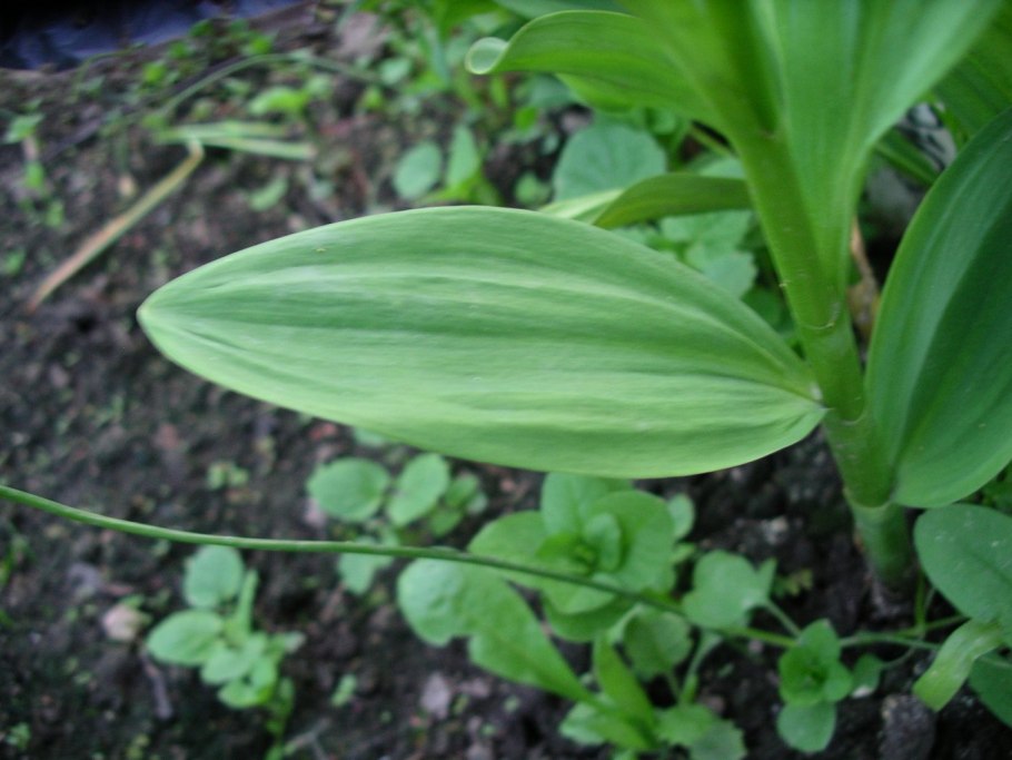 Черемша Лесная